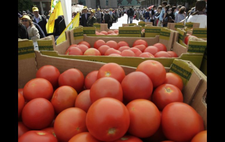 Señalan que enfriar los tomates a menos de 12 grados C puede frenar la creación de sustancias que le aportan sabor. EFE / ARCHIVO