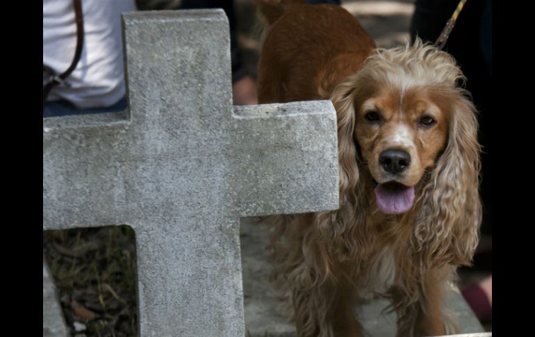 Del total de los funerales, alrededor del 90 por ciento se trata de perros. AP / ARCHIVO