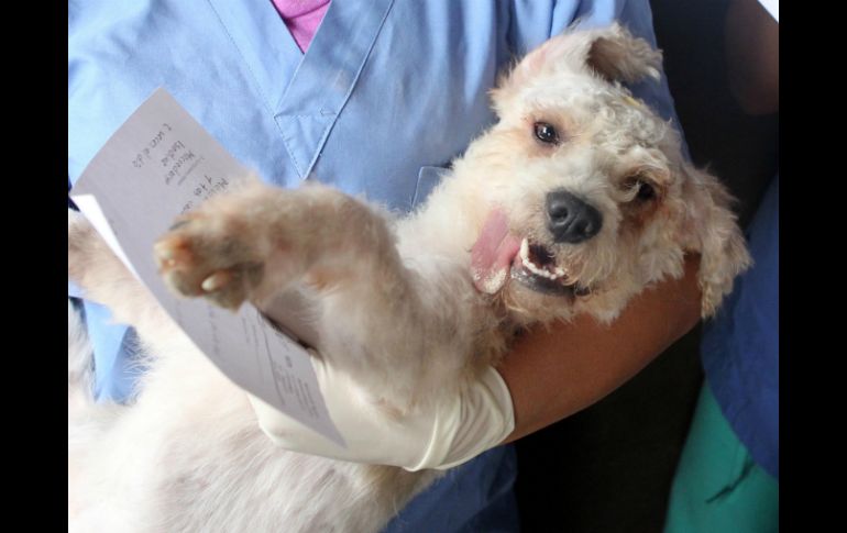 Existen varias enfermedades, principalmente en perros que se pueden detectar desde la primera visita con el médico. EL INFORMADOR / ARCHIVO