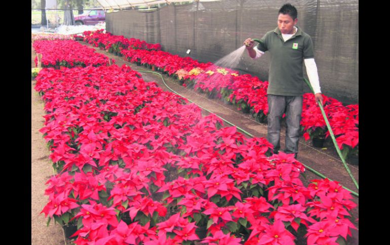 Ornato. Las plantas de Nochebuena ubican a los productores en el quinto lugar a nivel nacional. NTX /
