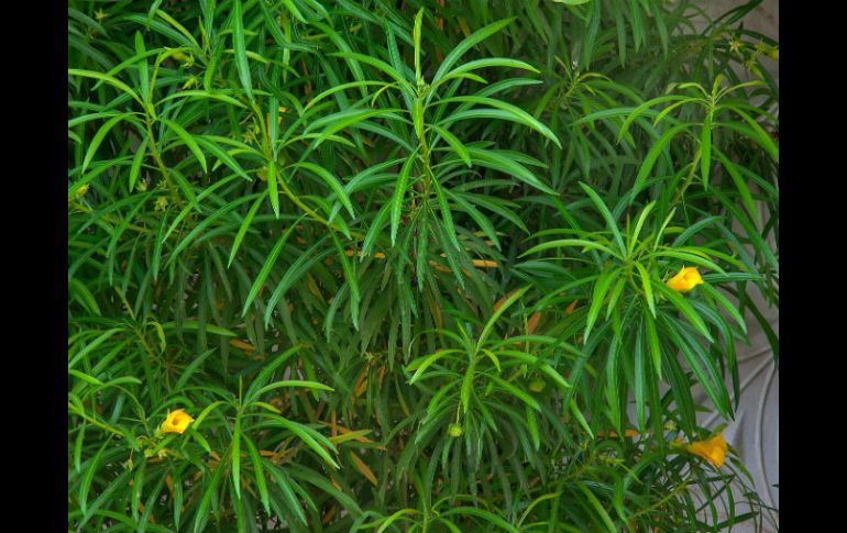 La planta es conocida comúnmente como campanita. ESPECIAL /
