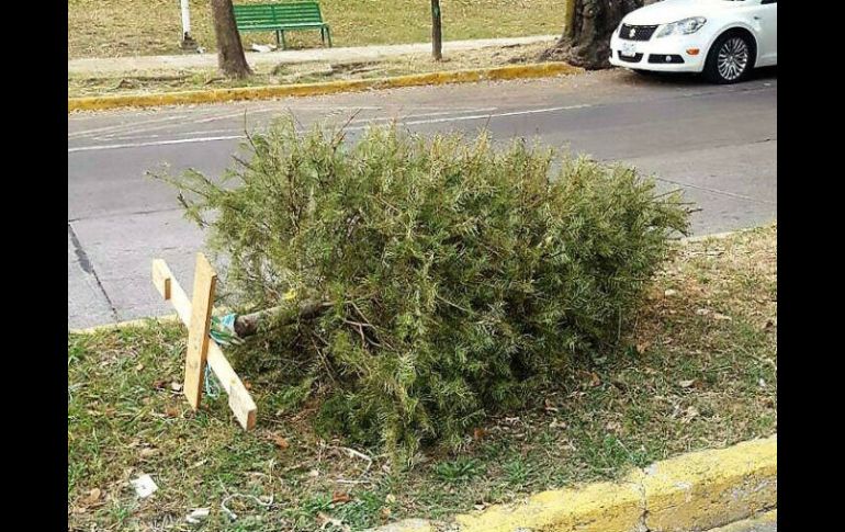 El alcalde Enrique Alfaro pide a los ciudadanos tomar conciencia para no dejar estos árboles en la vía pública. FACEBOOK / Enrique Alfaro