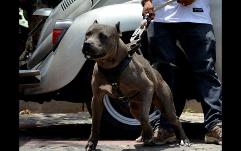 El perro de raza pitbull fue capturado y entregado a personal de Sanidad Animal para su traslado y atención. EL INFORMADOR / ARCHIVO
