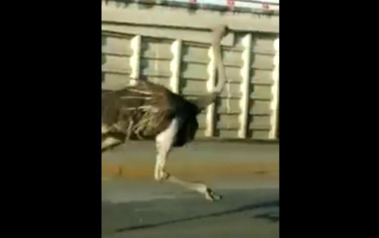 Autoridades señalaron que el avestruz escapó de una granja local. TWITTER / @pauta_mx