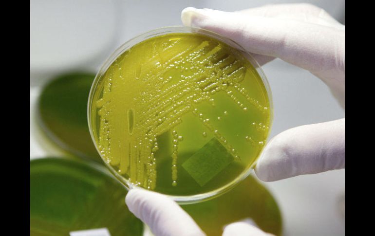 El caso podría representar un hito en los estudios de antibióticos y bacterias. EFE / ARCHIVO