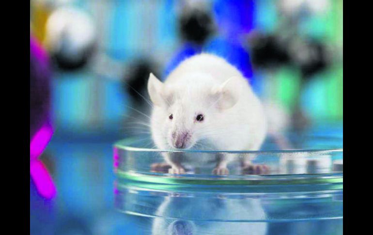 Los ratones han sido esenciales en el estudio de la generación de órganos. ESPECIAL /