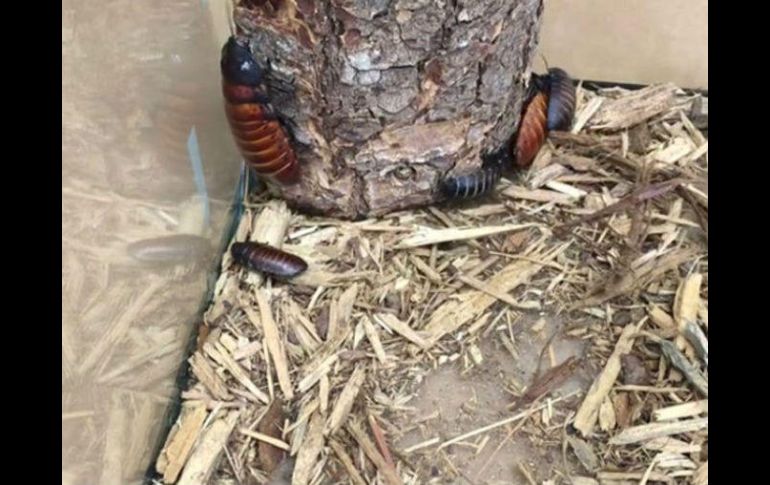 La cucaracha gigante de Madagascar , tiene un color marrón brillante, una forma ovalada y no tiene alas. TWITTER / @ZooATL