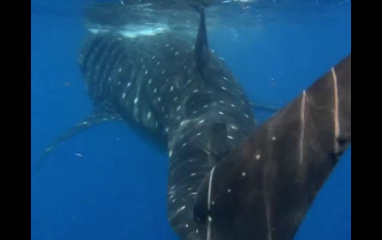 El nado con el Tiburón Ballena, es uno de los espectáculos más formidables e inolvidables. ESPECIAL / dicapaclatinoamerica.com/en