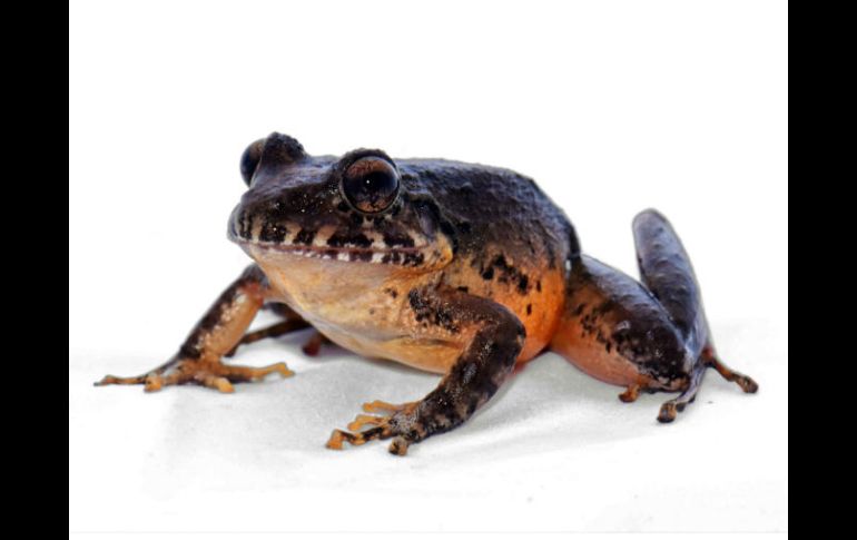 La rana es una hembra adulta de color café, tiene su vientre de color rojo y mide 6.2 centímetros. EFE / U. San José
