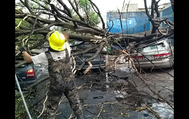 Bomberos cortan con sierras el árbol que cayó sobre un auto en avenida Mariano Otero. ESPECIAL / Bomberos de Guadalajara