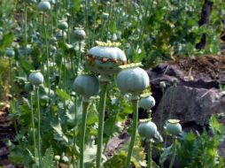 La ONU señala que el opio se produce ilícitamente en unos 50 países en el mundo. SUN / ARCHIVO