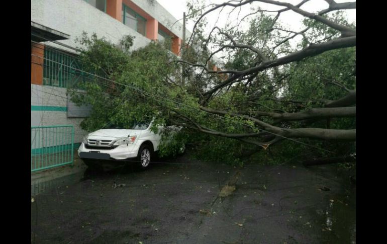 Los árboles se cayeron en las colonias El Colli Urbano, Residencial Victoria, Plaza del Sol, Ciudad del Sol y La Mojonera. TWITTER / @UMPCyBZ