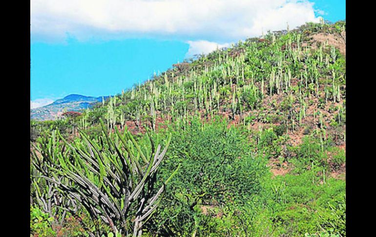 El valle de Tehuacán-Cuicatlán es el hogar de los cactus gigantescos y del águila real. ESPECIAL /