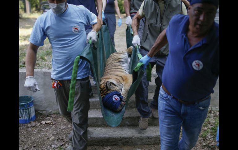 Tres leones, dos tigres, dos osos negros asiáticos y dos hienas han sido evacuados. AP / E. Gurel