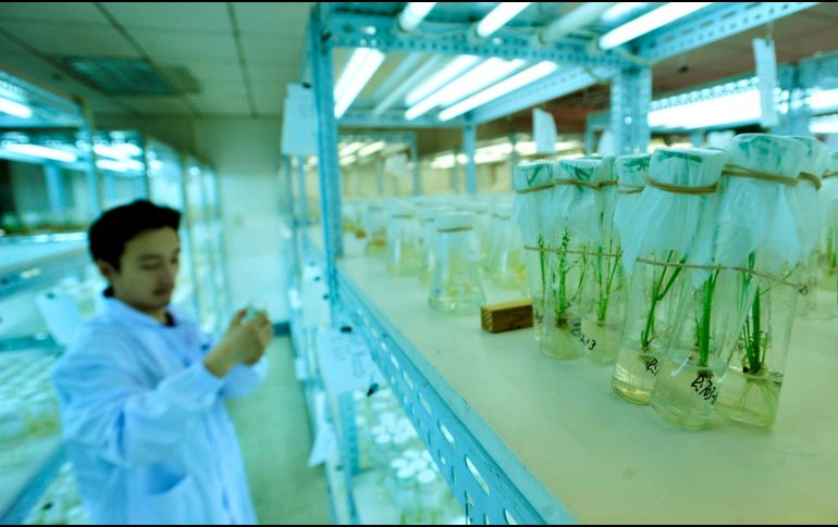 La estrategia de producción de proteínas basada en arroz representa una alternativa más barata y con actividad microbicida más potente que las que utilizan células de mamíferos. AFP/Archivo