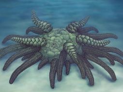 De acuerdo con científicos, la especie era pequeña, del tamaño de una araña que solía arrastrarse por el fondo del océano. ESPECIAL / yale.edu