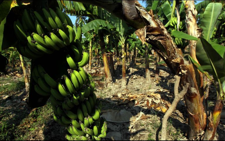 La escacez de las frutas afectadas incrementó el precio y comenzará a reflejarse a partir de este sábado al subir tres pesos por kilo. EL INFORMADOR / ARCHIVO