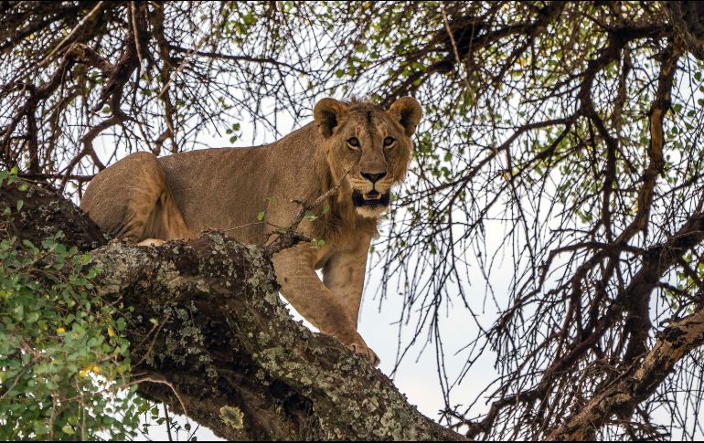 El comercio de huesos de león a países de Asia es un problema que autoridades sudafricanas no han resuelto. AP/J. Delay