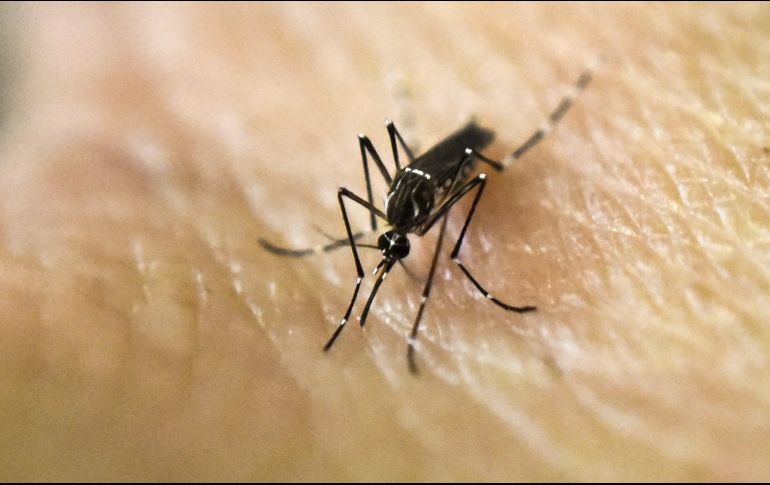 Los mosquitos son relacionados a numerosas enfermedades, como el dengue y el zika. AFP / ARCHIVO