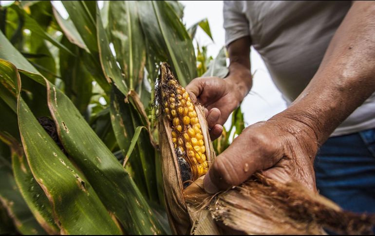 El maíz es un ingrediente básico en la dieta mexicana. EL INFORMADOR/Archivo