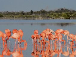 Los flamencos rosados alegran con su belleza la Reserva de la Biósfera de Ría Lagartos, en Yucatán. ESPECIAL/Sectur