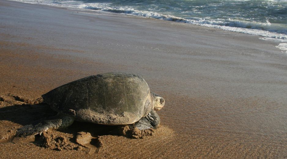 Las tortugas marinas son especies vulnerables en México. EL INFORMADOR/ ARCHIVO