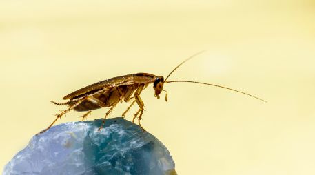 Uno de los insectos más comunes son las cucarachas, las cuales se pueden encontrar en cualquier parte de las calles e incluso dentro de los hogares. ESPECIAL / Erik Karits vía UNSPLASH