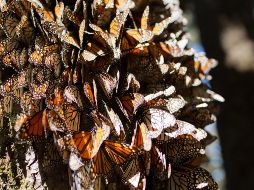 Las mariposas Monarca utilizan varias áreas protegidas federales, parques nacionales, Reservas de la Biosfera. EFE / ARCHIVO