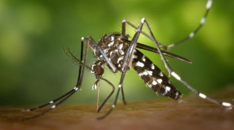 Más de 27 mil  infectados por dengue en Honduras. ESPECIAL/ Pixabay