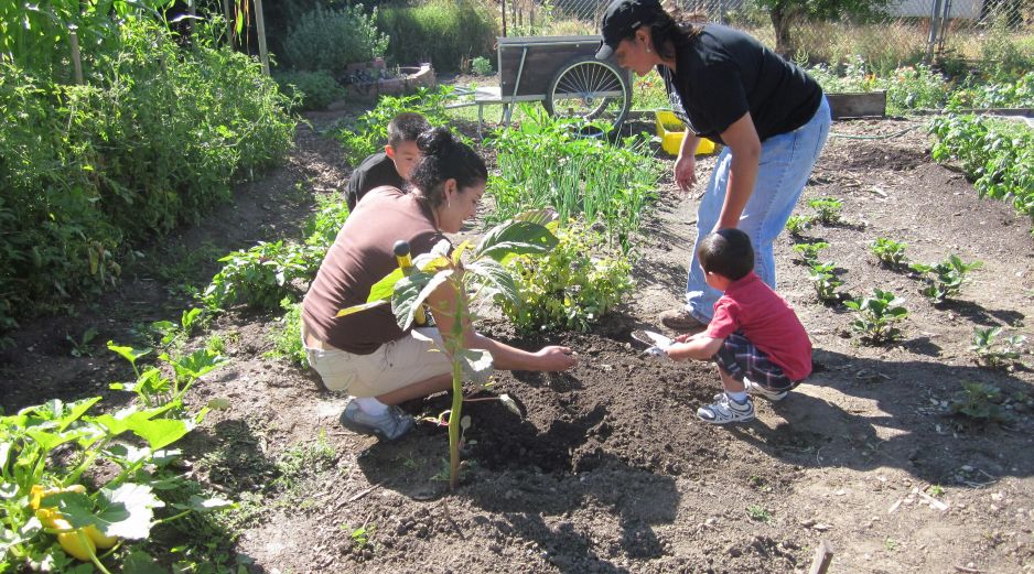 Las acelgas y espinas son ideales para plantar en enero. EL INFORMADOR/ ARCHIVO