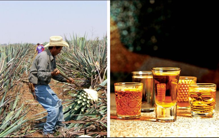 El tequila, asegura el Gobierno de México, es una bebida alcohólica derivada del procesamiento del agave y es muy popular en México. EFE / SUN / ARCHIVO