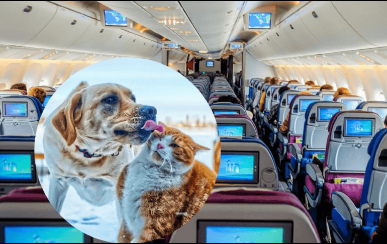 Cada vez vemos a más mascotas en cabina, al lado de sus humanos en los aviones. UNSPLASH / A. Schimmeck / Y. Laurichesse