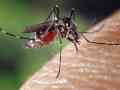El paludismo es una enfermedad trasmitida a través de la picadura de mosquitos hembras. Pixabay