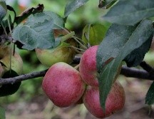 La fibra presente en las manzanas colabora en la salud cardiovascular. NTX / ARCHIVO