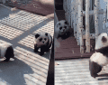 A pesar de que los visitantes fueron engañados, las imágenes y los videos de los “supuestos pandas” generaron una ola de ternura en redes sociales. ESPECIAL.