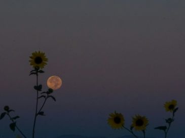 Una de las características más distintivas de la luna de flores es su aspecto más grande y brillante. Unsplash